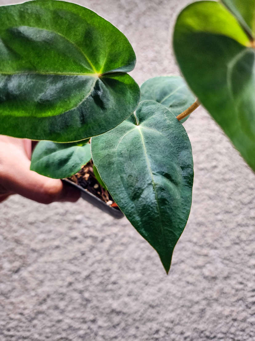 Anthurium Bigfoot x Red Vein Dark Phoenix