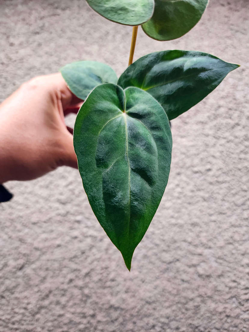 Anthurium Bigfoot x Red Vein Dark Phoenix