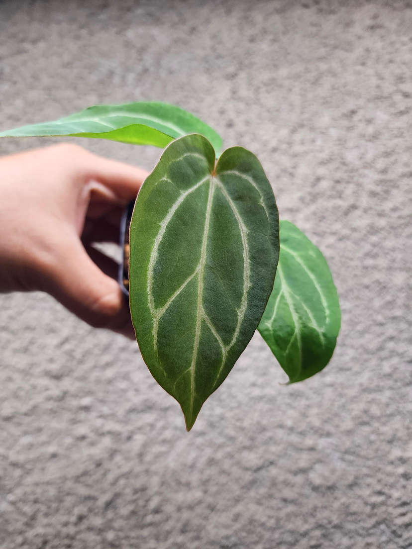 Anthurium Gorgon x Self