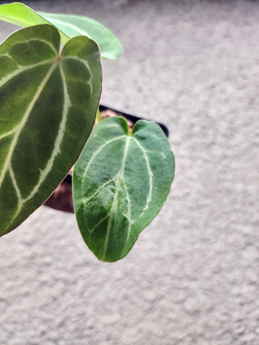 Anthurium Gorgon x Self