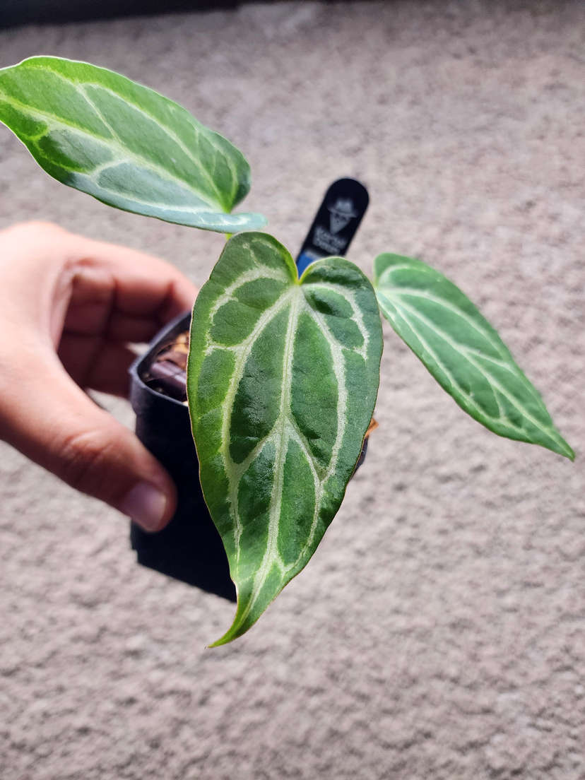 Anthurium Gorgon x Self