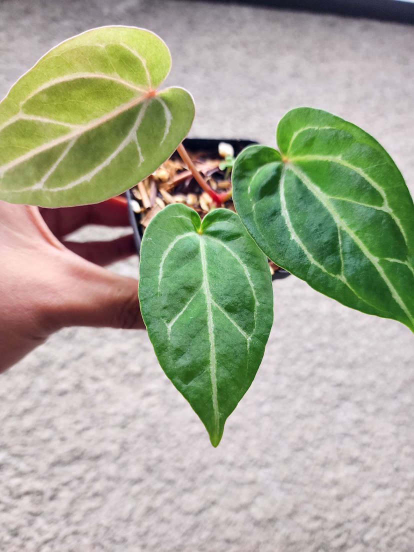 Anthurium Gorgon x Self