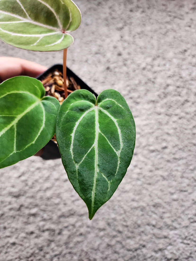 Anthurium Gorgon x Self