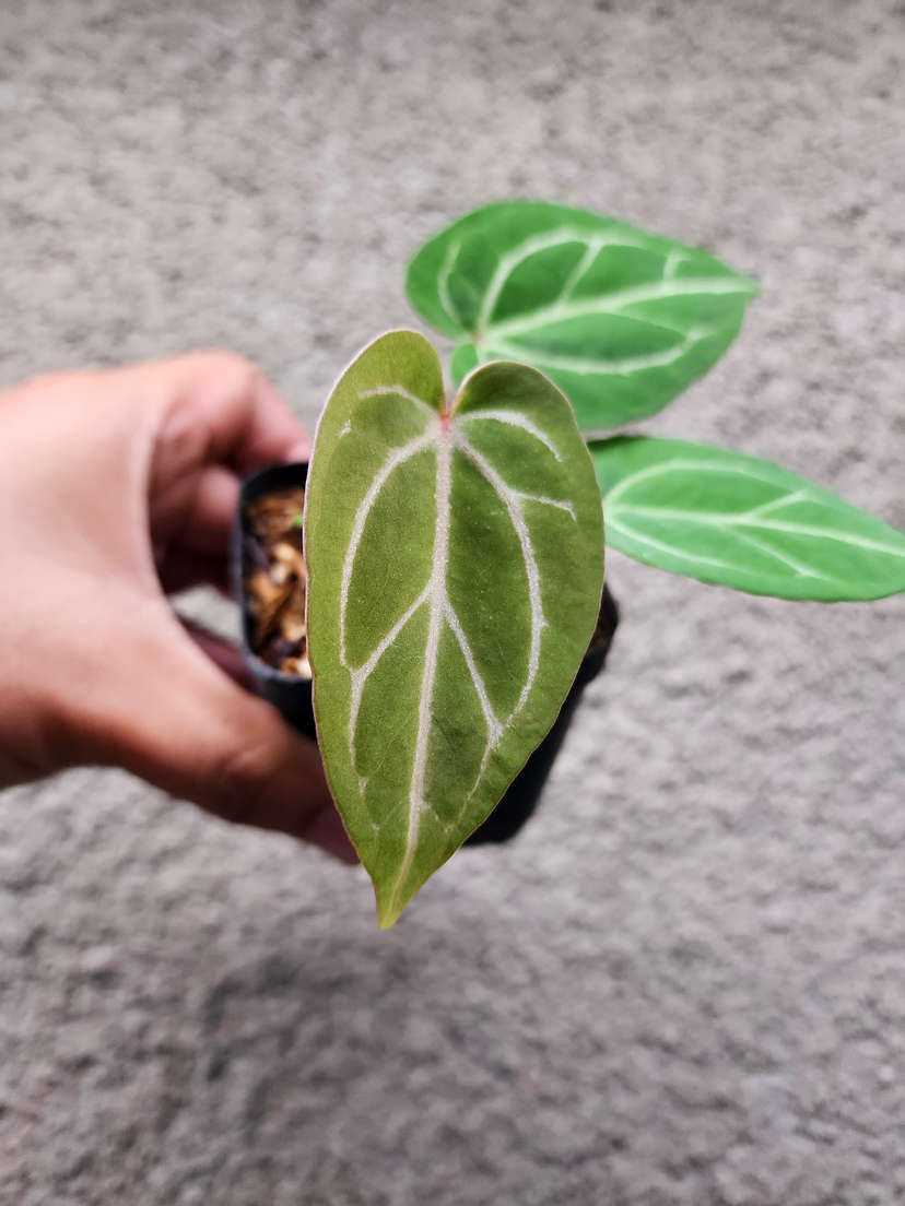 Anthurium Gorgon x Self