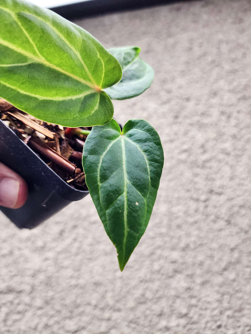 Anthurium Gorgon x Self
