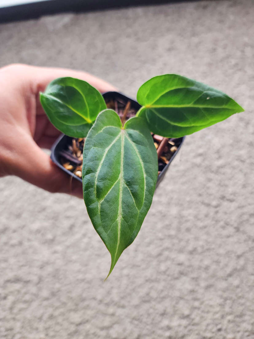 Anthurium Gorgon x Self