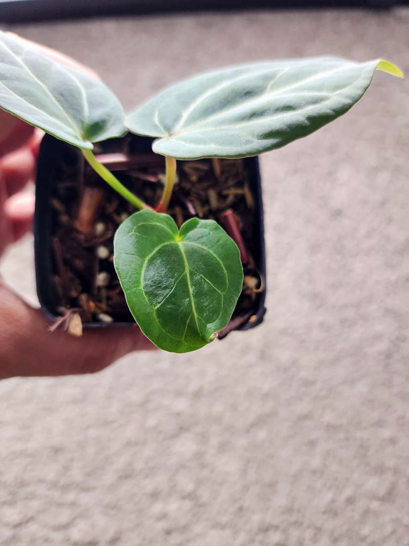 Anthurium Gorgon x Self