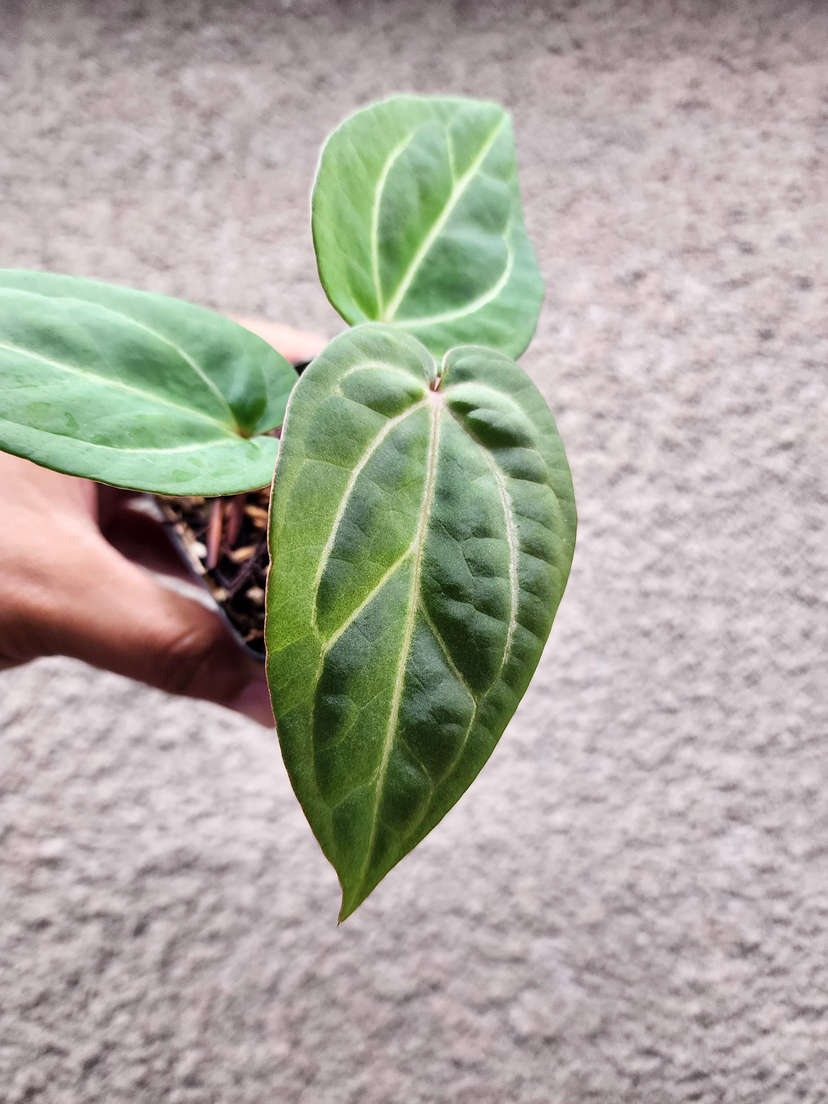 Anthurium Gorgon x Self