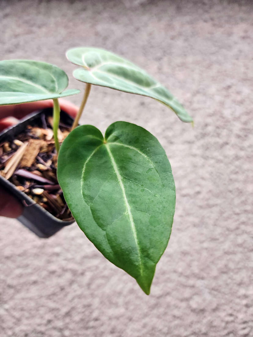 Anthurium Gorgon x Self
