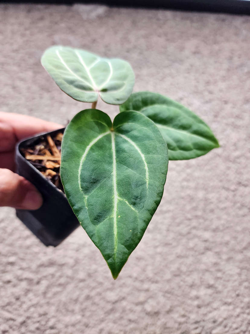 Anthurium Gorgon x Self