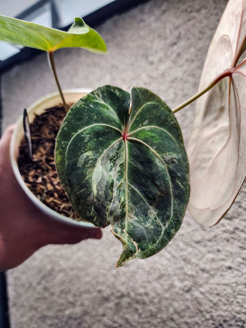 Anthurium Blister Variegated Furcatum x Forgetii