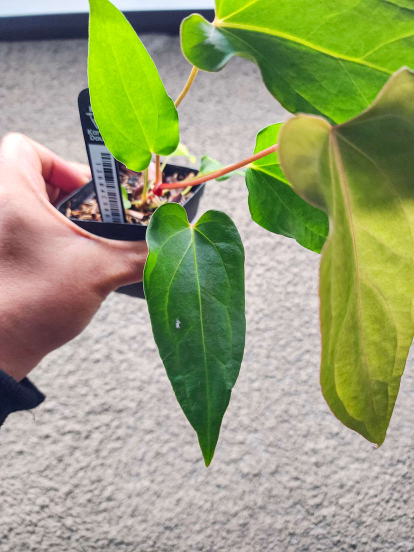 Anthurium Sp. Trilobe x (Muchlis x Portillae)