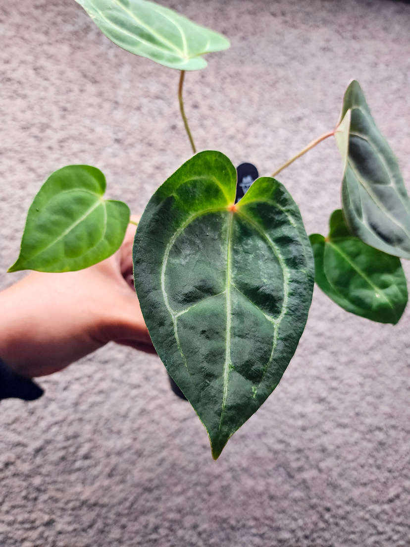 Anthurium Bigfoot x Dressleri