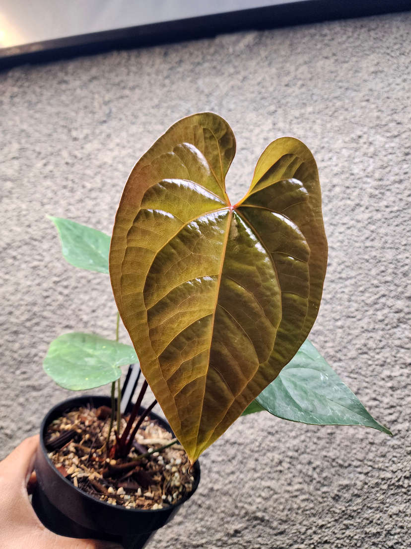 Anthurium Manila's Pride
