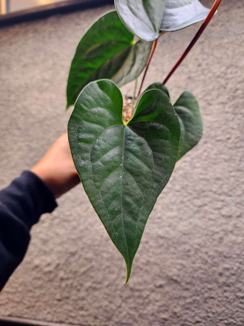 Anthurium Manila's Pride