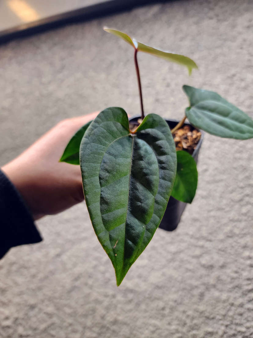Anthurium Red Spider x Ace of Spades Dark Form