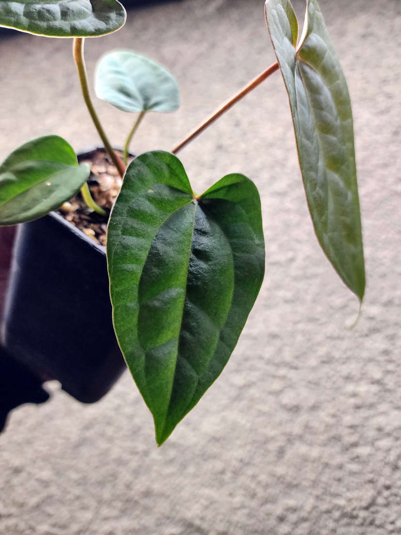 Anthurium Red Spider x Ace of Spades Dark Form