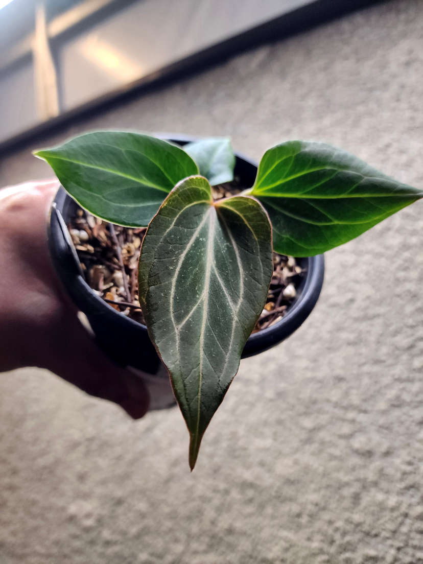 Anthurium HU/King of Spades Butterfly Clone