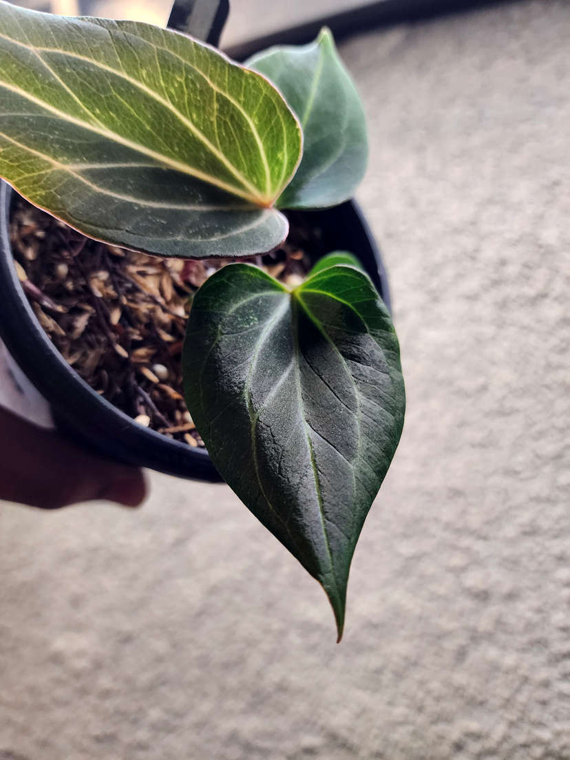 Anthurium HU/King of Spades Butterfly Clone