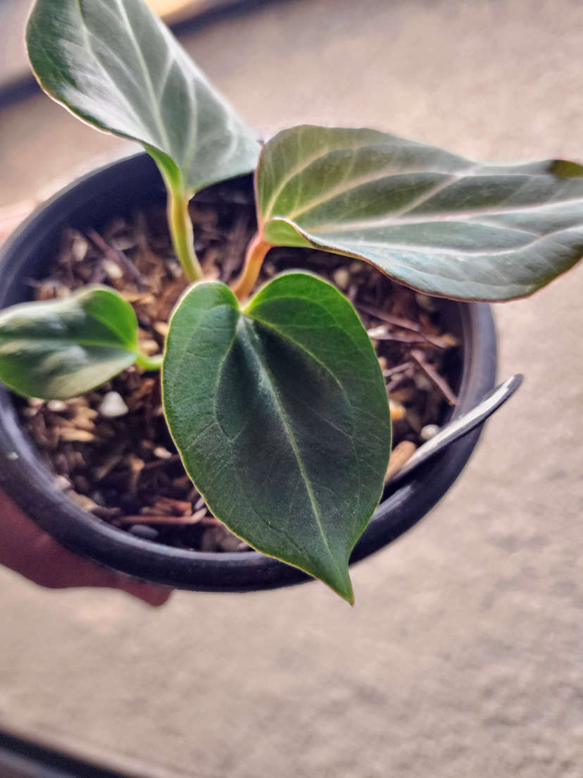 Anthurium HU/King of Spades Butterfly Clone