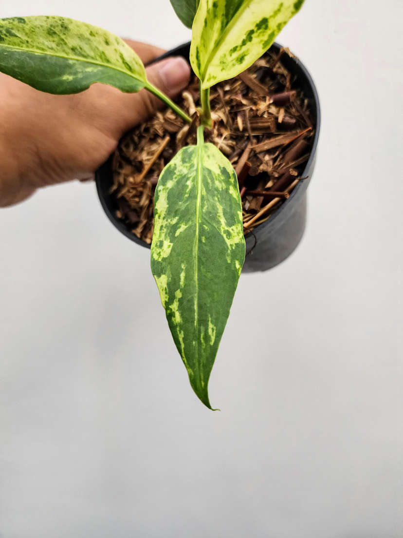 Anthurium Polka-Dot Variegated Hookeri