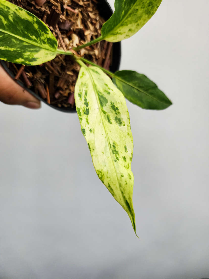 Anthurium Polka-Dot Variegated Hookeri