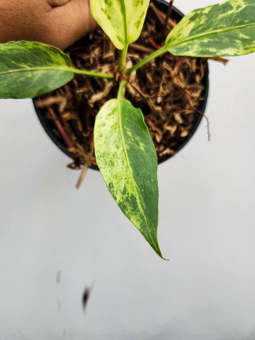 Anthurium Polka-Dot Variegated Hookeri
