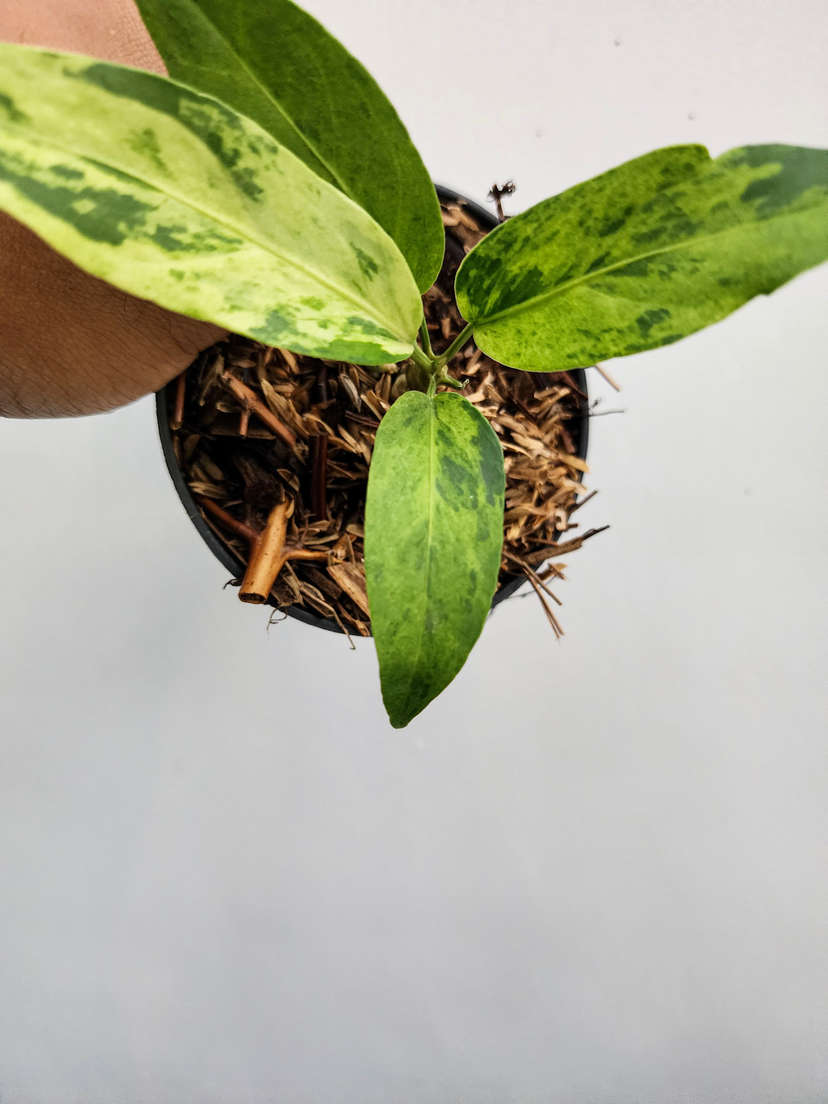 Anthurium Polka-Dot Variegated Hookeri