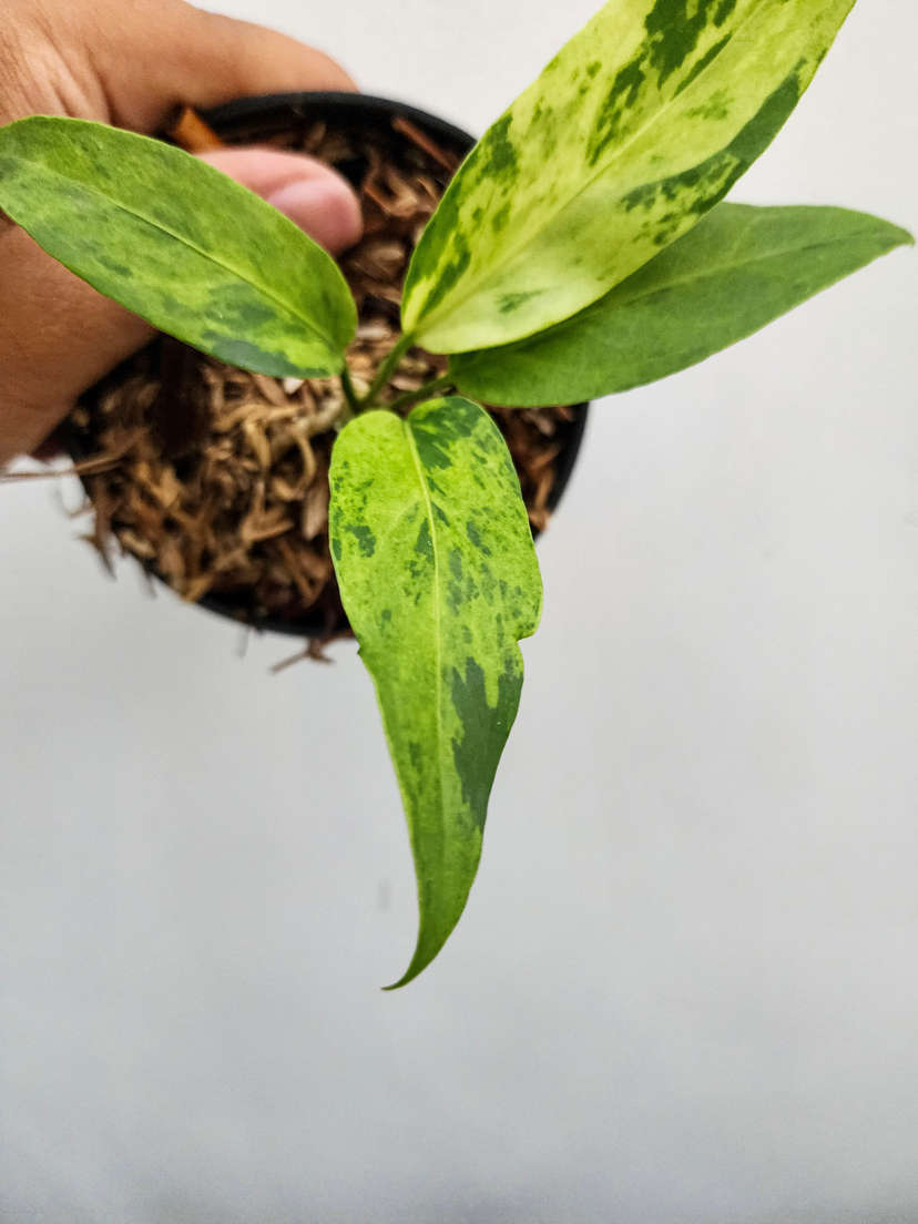 Anthurium Polka-Dot Variegated Hookeri