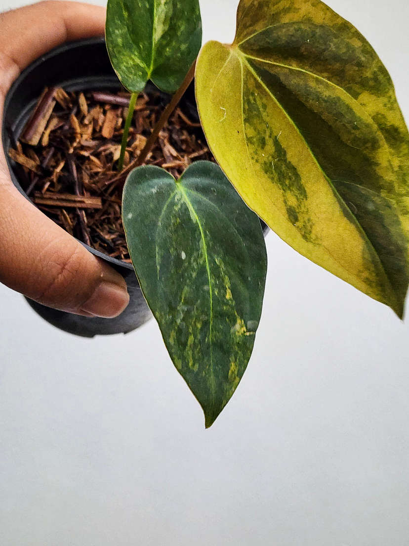 Anthurium Orange variegated Ace of Spares x Portillae