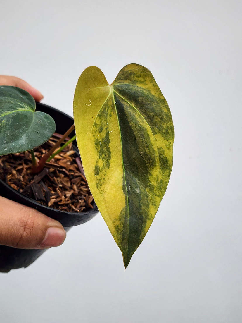 Anthurium Orange variegated Ace of Spares x Portillae