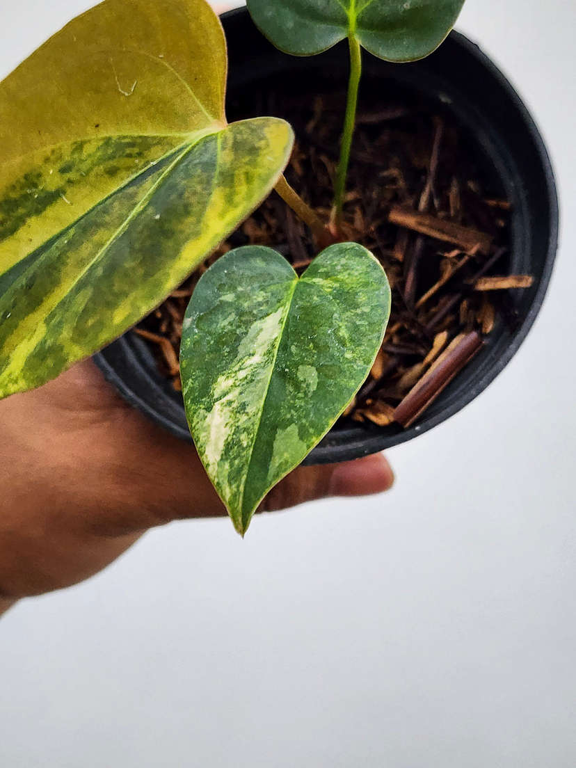 Anthurium Orange variegated Ace of Spares x Portillae