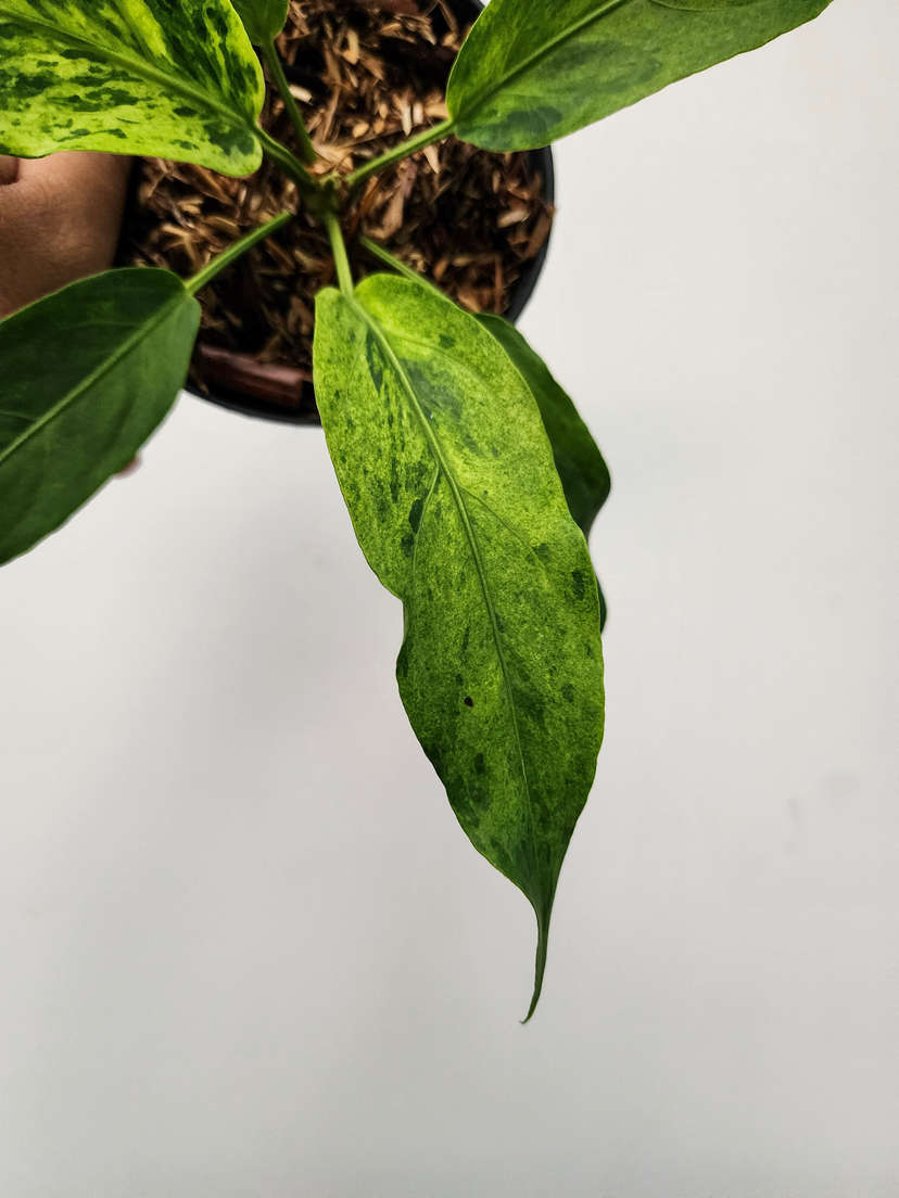 Anthurium Polka-Dot Variegated Hookeri