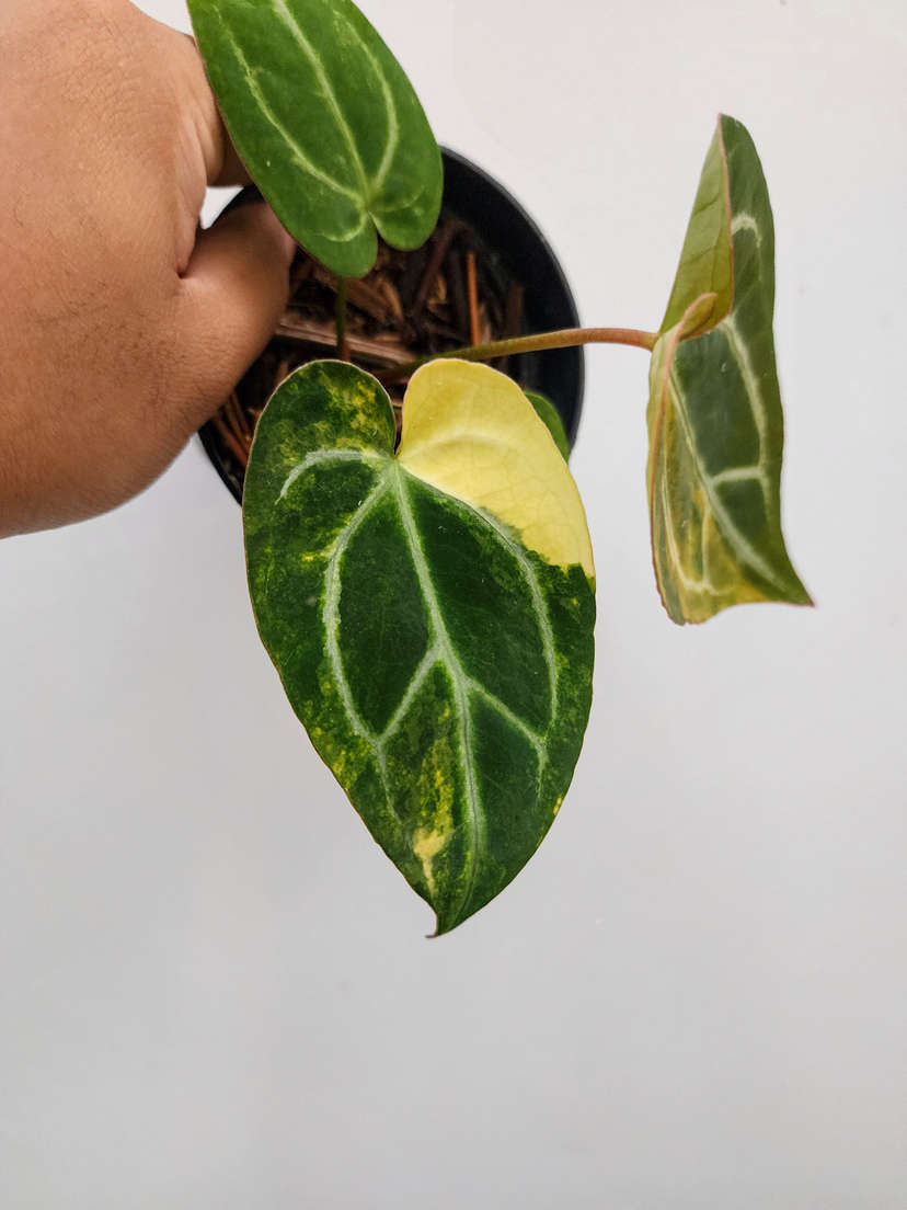 Anthurium Variegated Megatron x Self