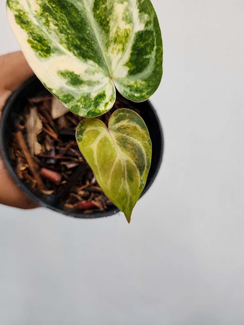 Anthurium Variegated Red Space