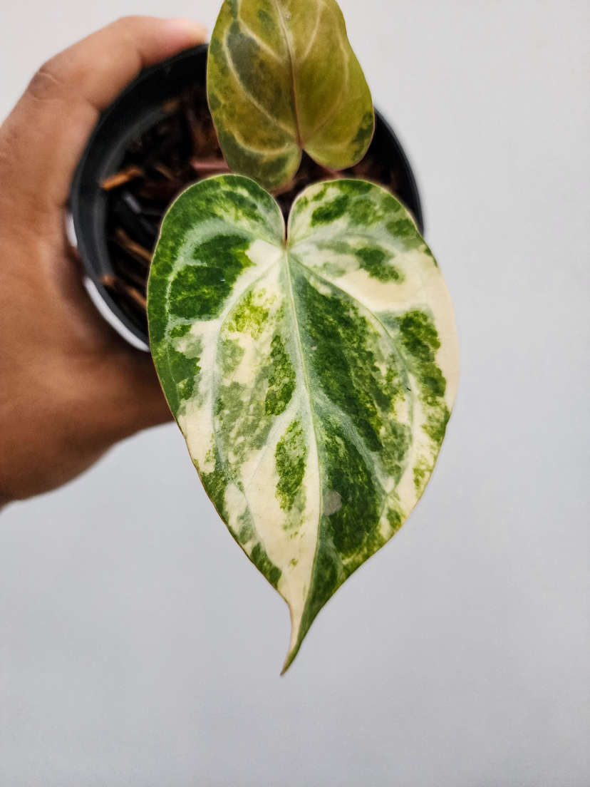 Anthurium Variegated Red Space