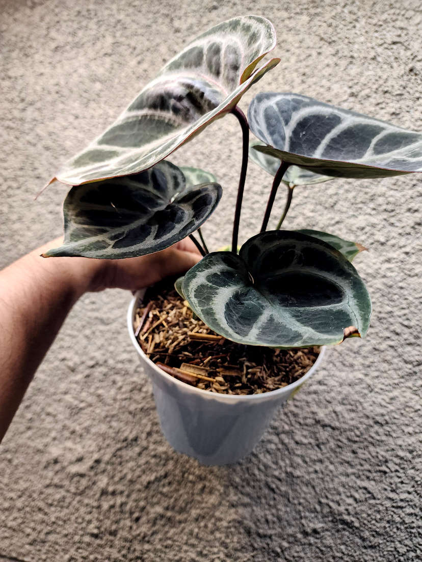 Anthurium Purple Red Tiger