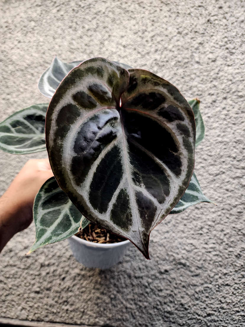 Anthurium Purple Red Tiger