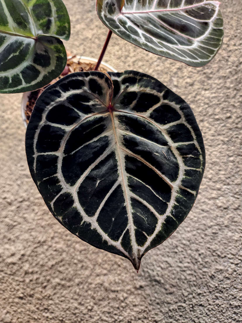 Anthurium Mojang Geulis Super Round