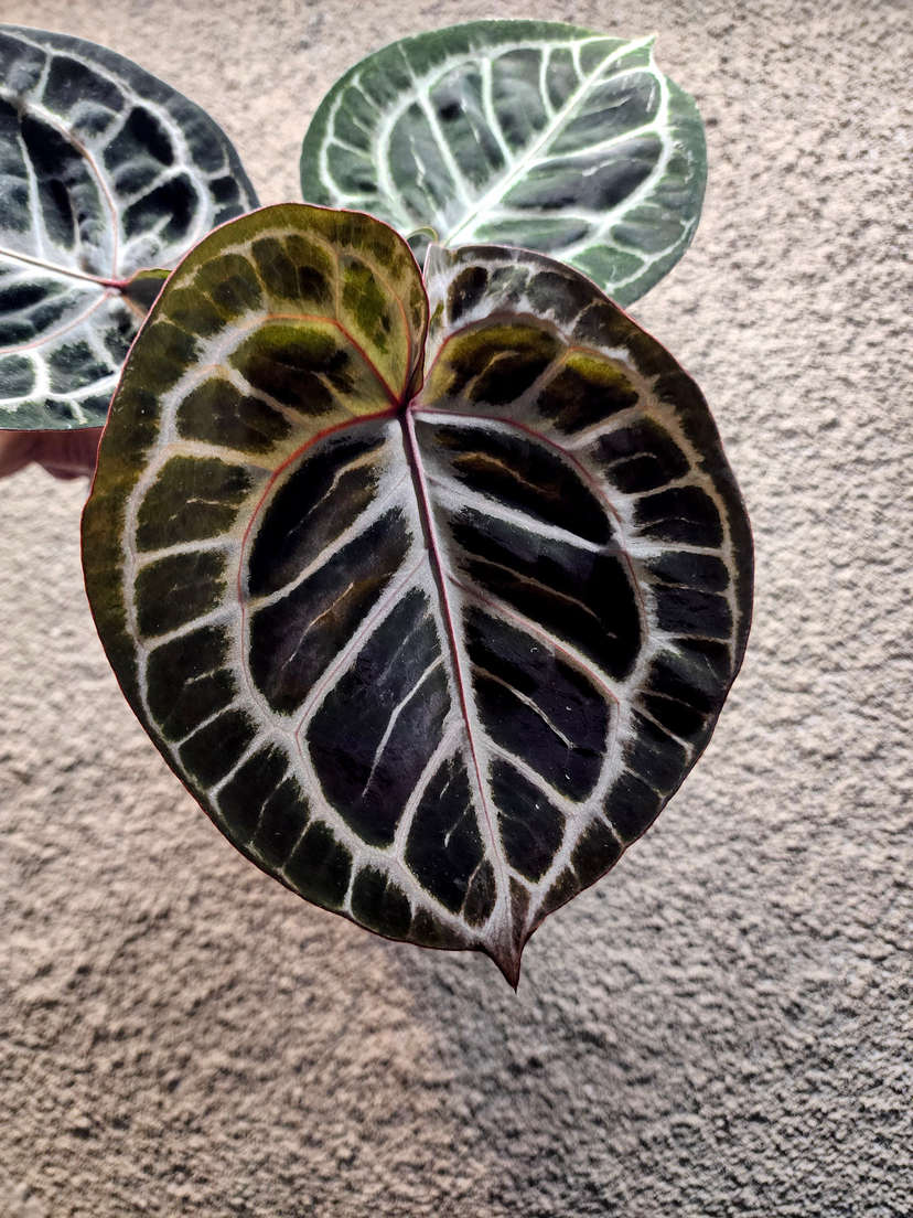 Anthurium Mojang Geulis Super Round