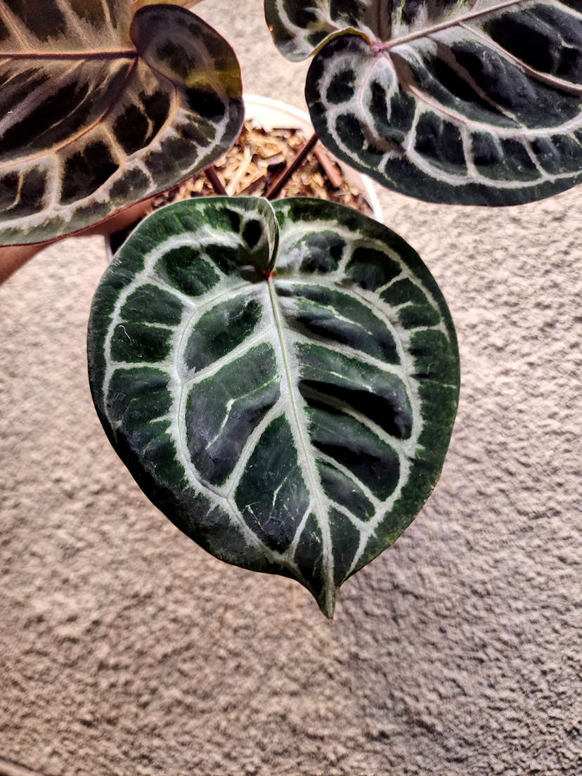Anthurium Mojang Geulis Super Round