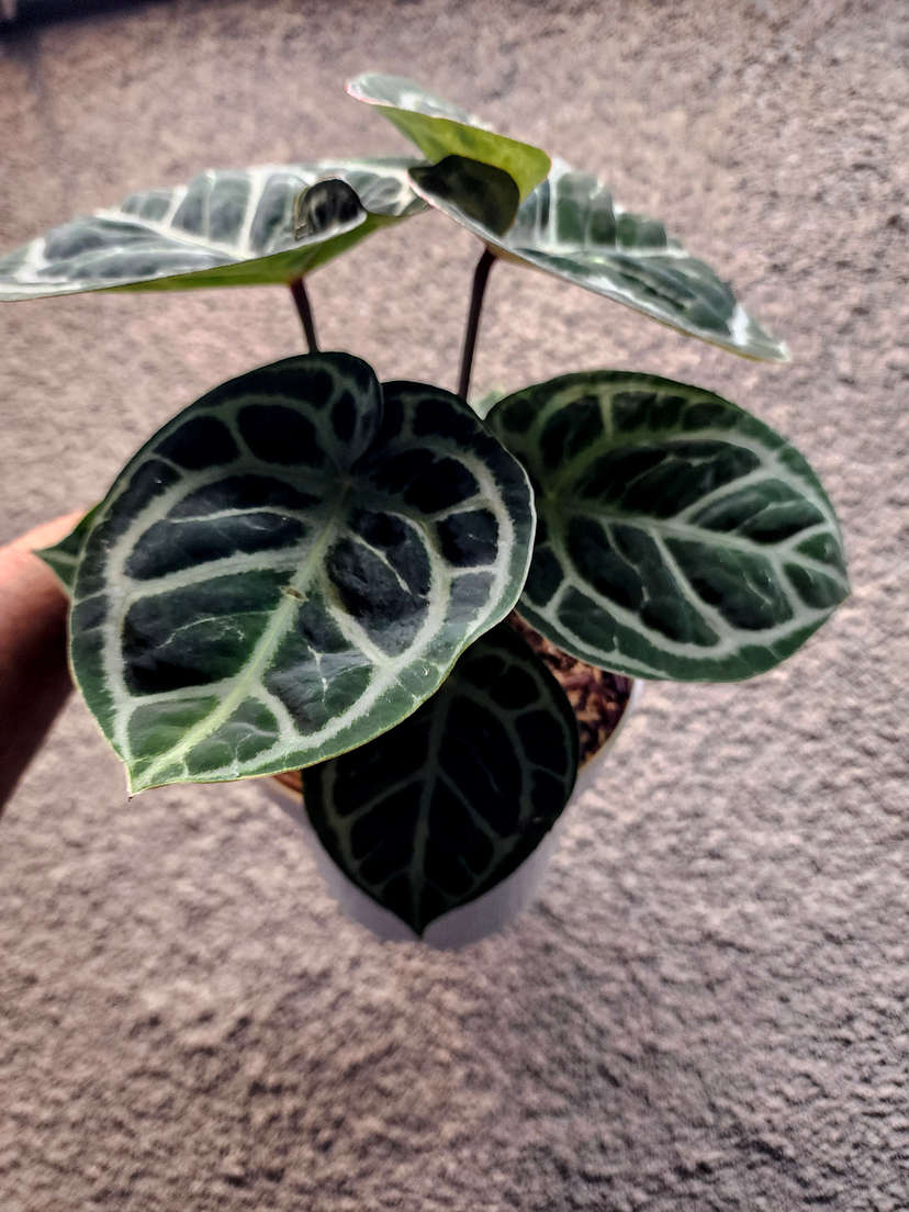 Anthurium Red Tiger Super Round