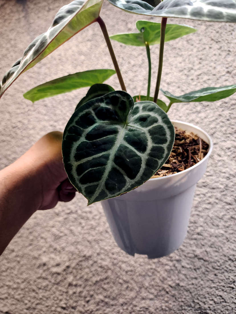 Anthurium Red Tiger Super Round