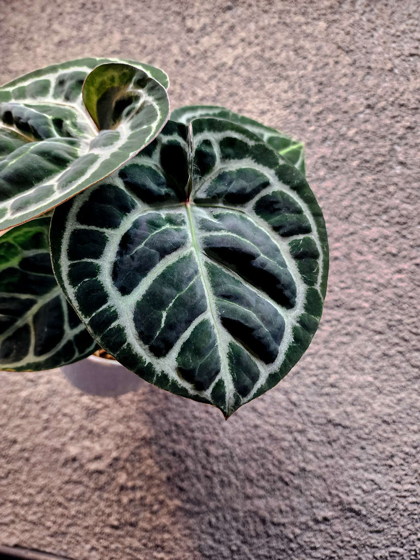 Anthurium Red Tiger Super Round