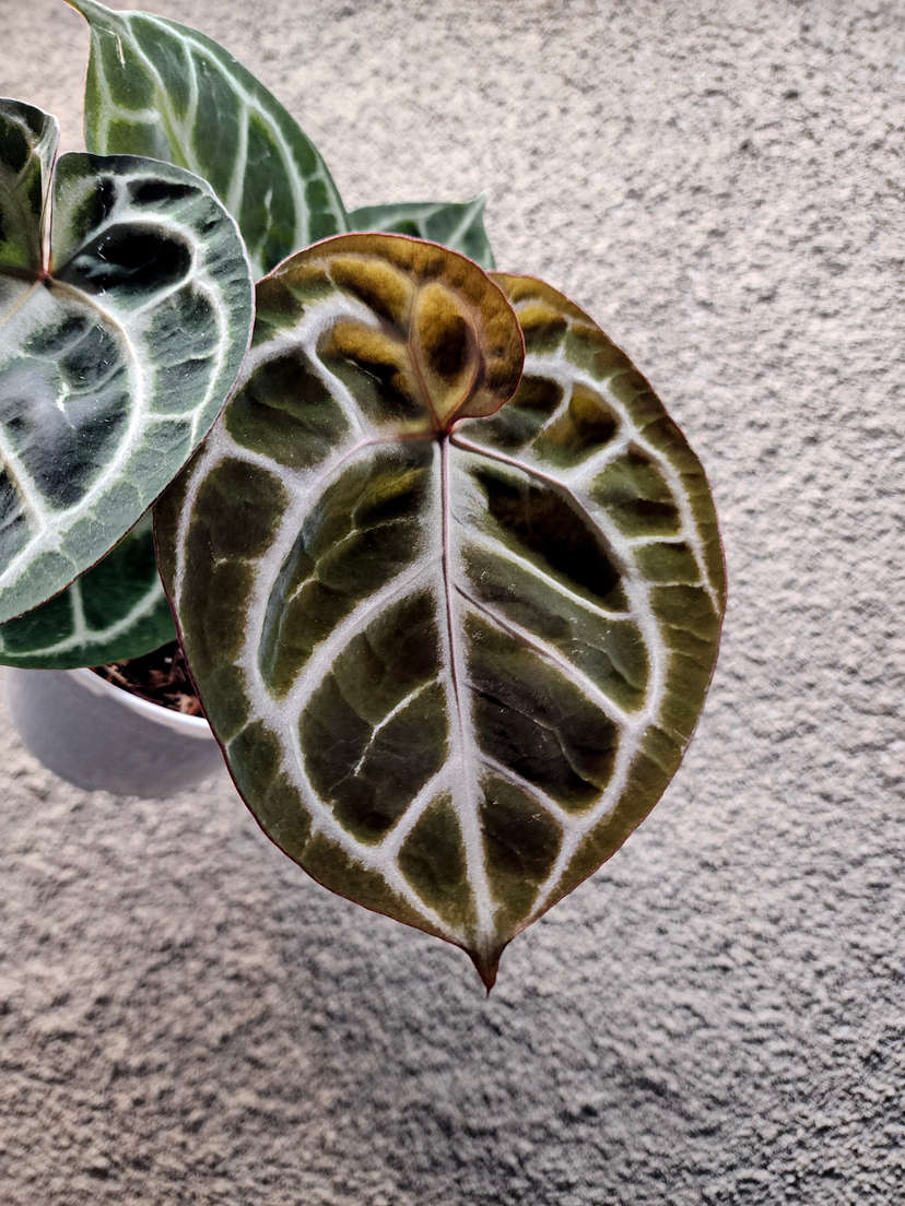 Anthurium Red Tiger Super Round