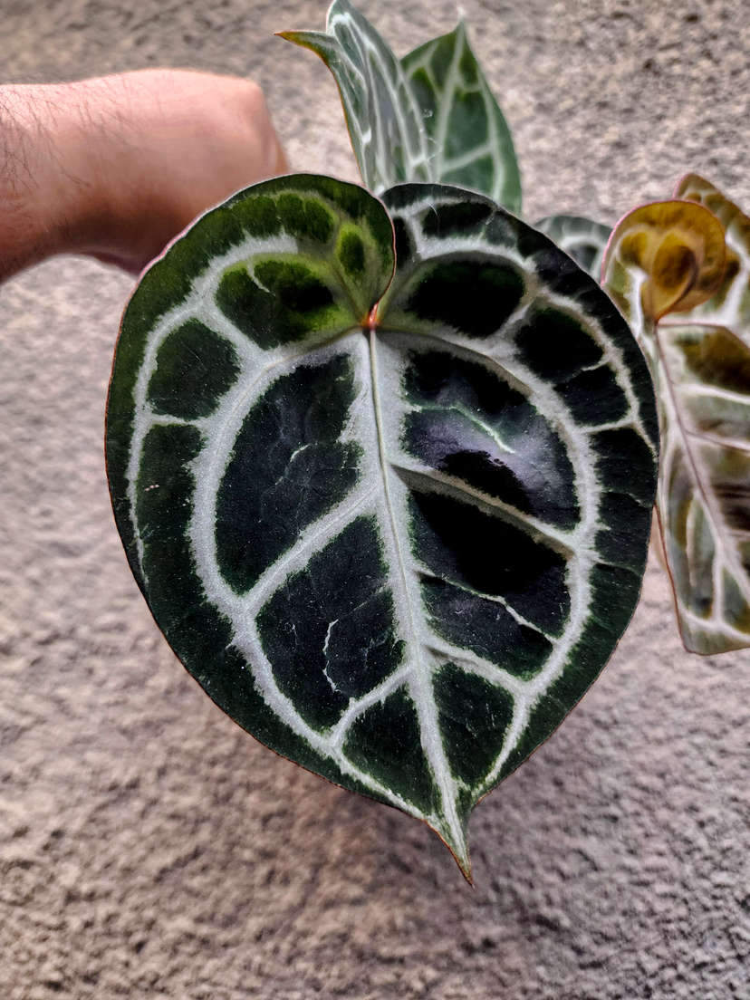 Anthurium Red Tiger Super Round