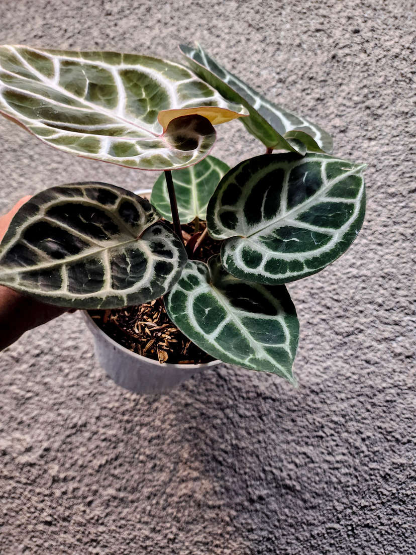 Anthurium Red Tiger Super Round