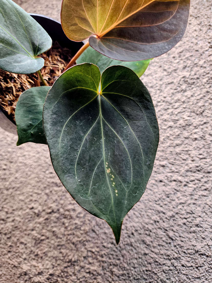 Anthurium HU/King of Spades