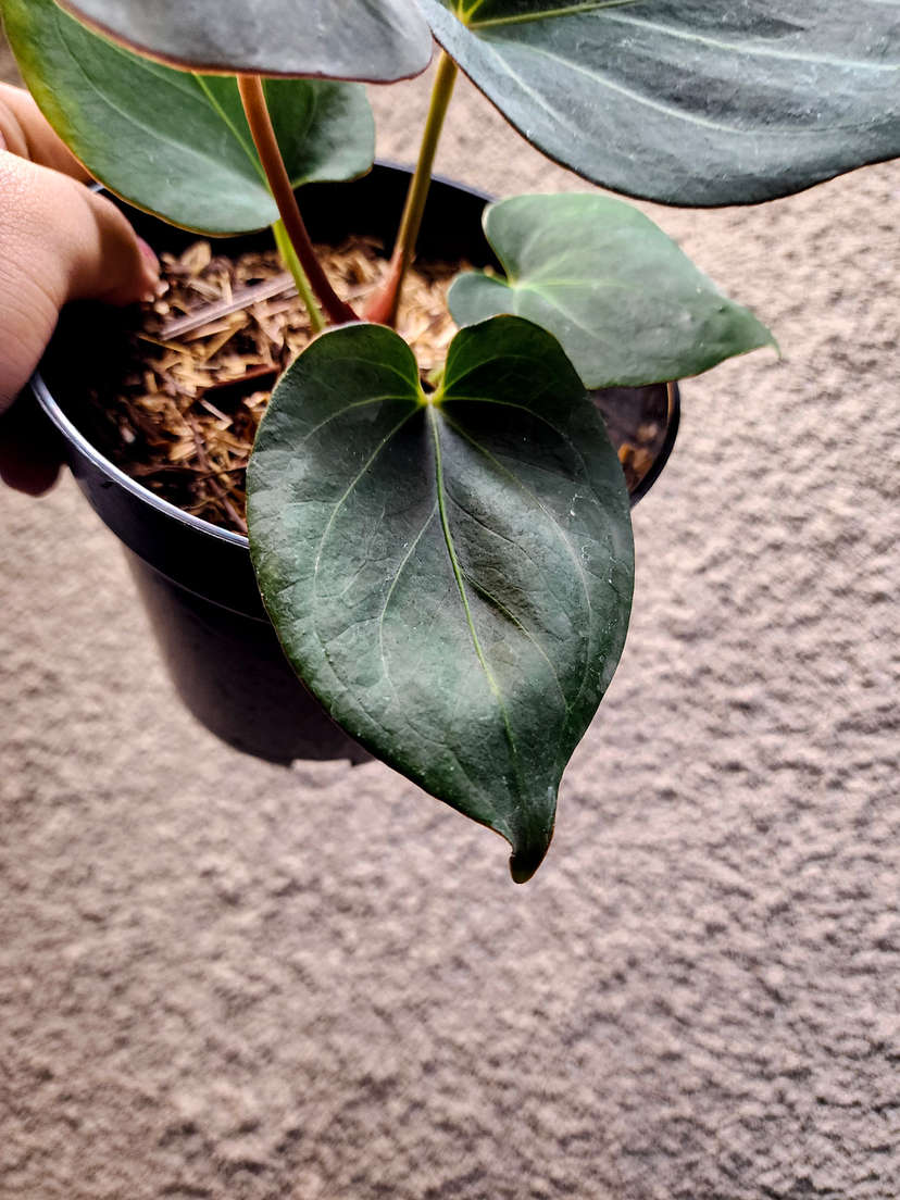 Anthurium HU/King of Spades