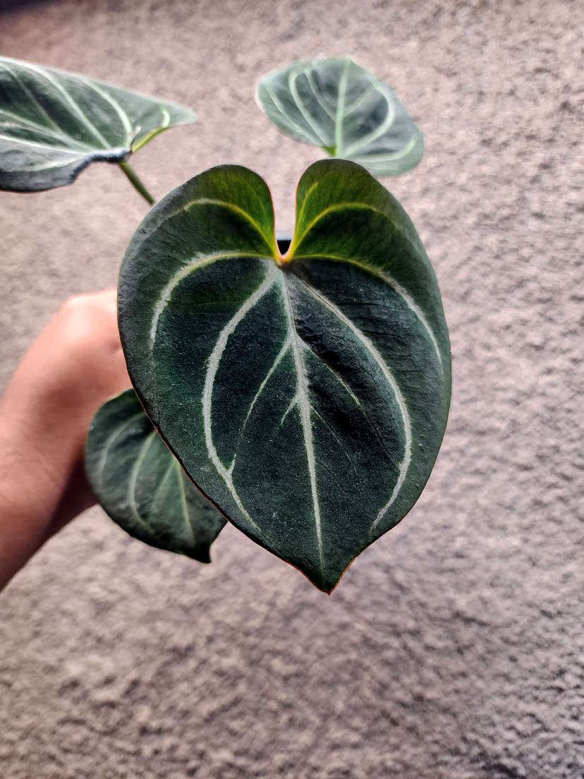 Anthurium HU/King of Spades Stripey Veins